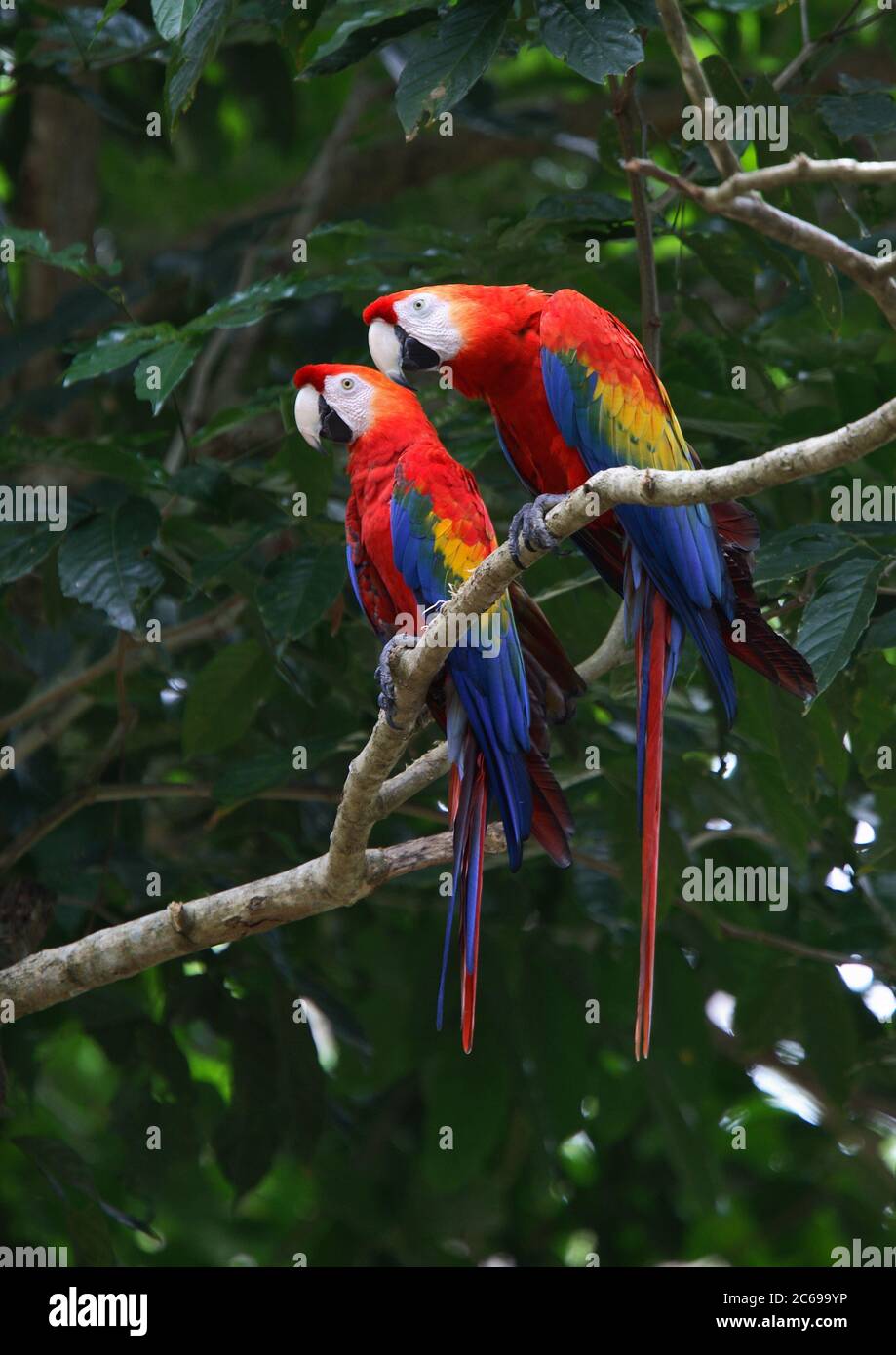 Scarlet Macaw (Ara macao) two in a tree Stock Photo