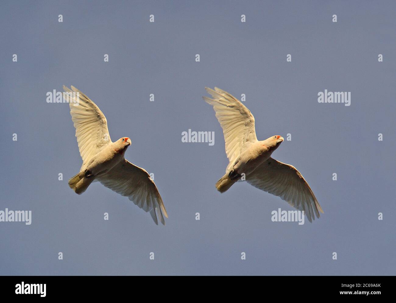 Long-billed Corella (Cacatua tenuirostris) pair in flight Stock Photo