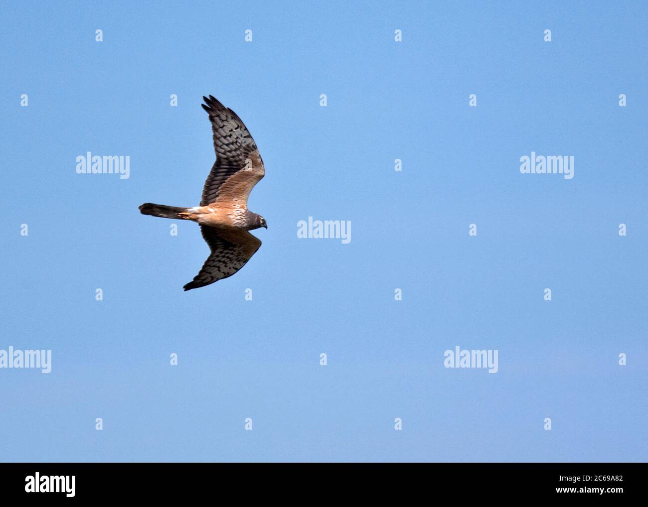 Harrier flying away hi-res stock photography and images - Alamy
