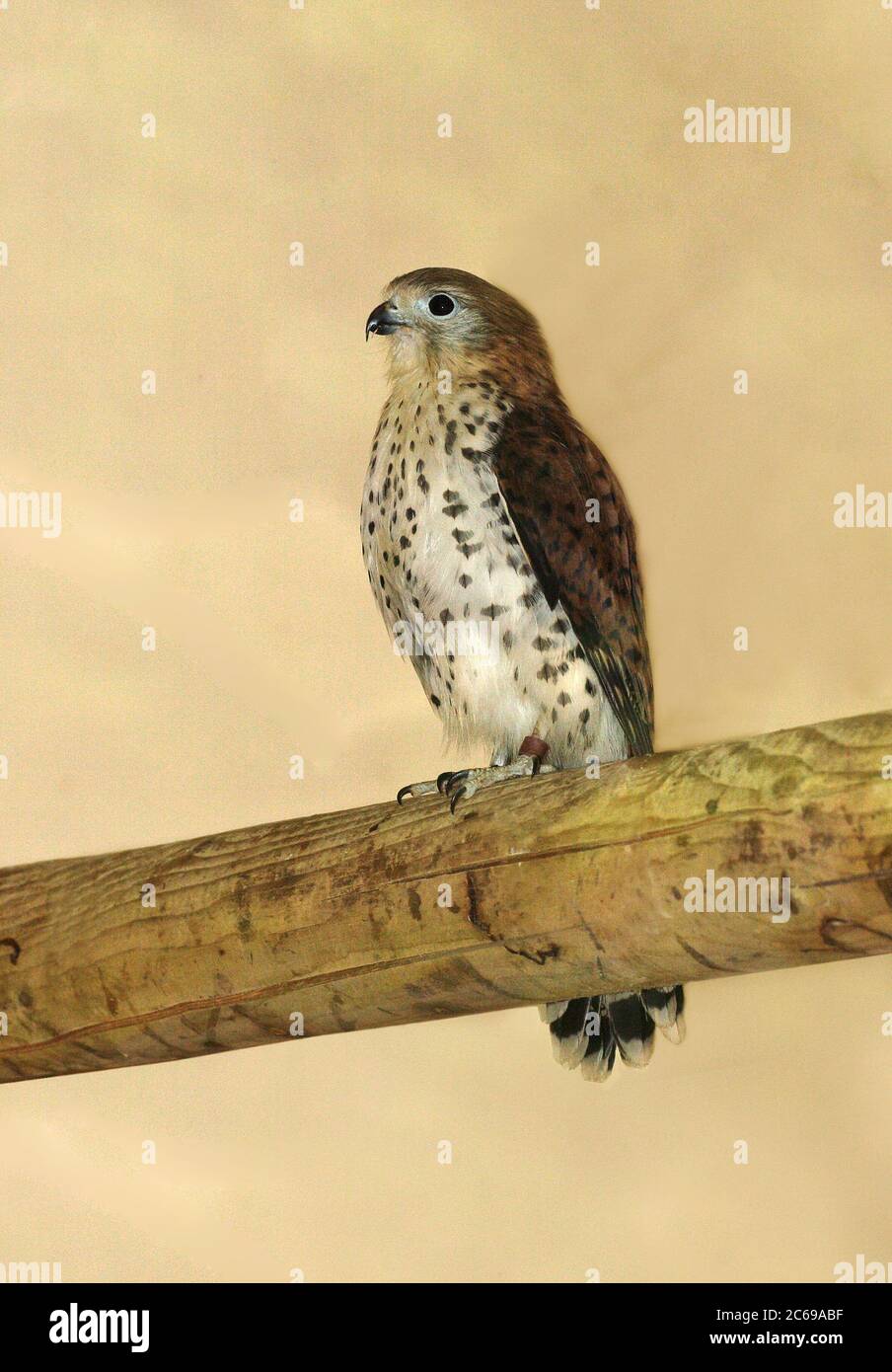 Mauritius Kestrel (Falco punctatus) in captivity. Sitting on a wooden