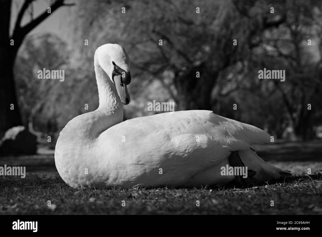 KOSICE-BARCA, SLOVAKIA, APRIL 12 2020: A free-living white adult swan sitting on the grass in a local park with blurry background trees; a close-up pi Stock Photo