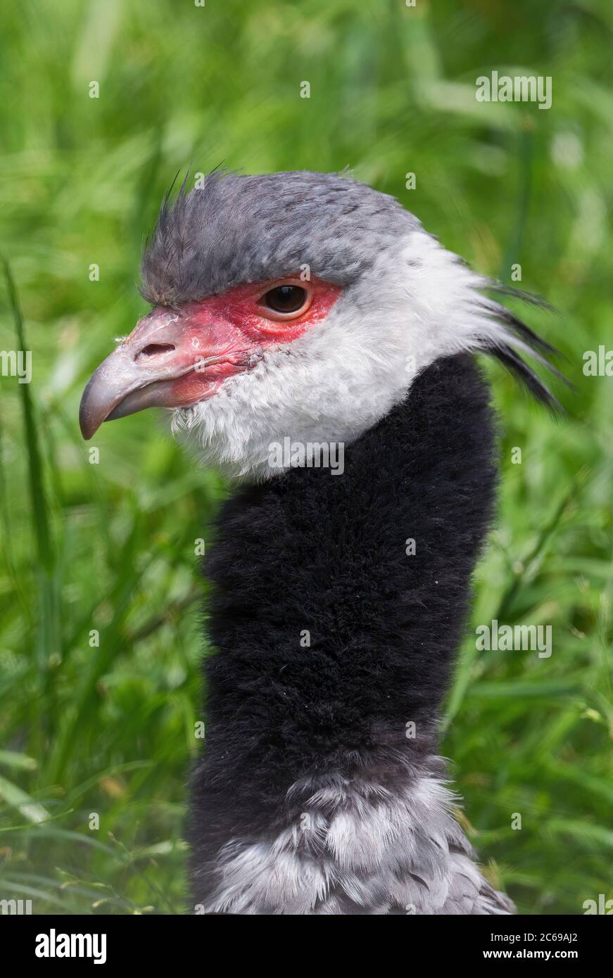 Northern Screamer - Chauna chavaria, portrait of large ground bird from South America savannas and grasslands, Colombia. Stock Photo