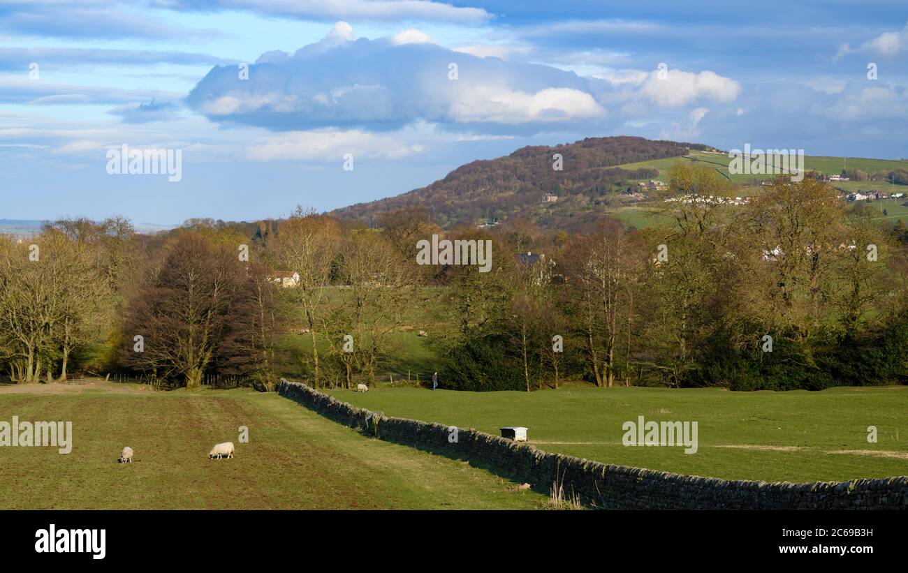 High prominent landmark hill (ridge), hillside woodland trees, farmland fields, sheep & blue sky - scenic view to Otley Chevin, Wharfedale, England UK Stock Photo