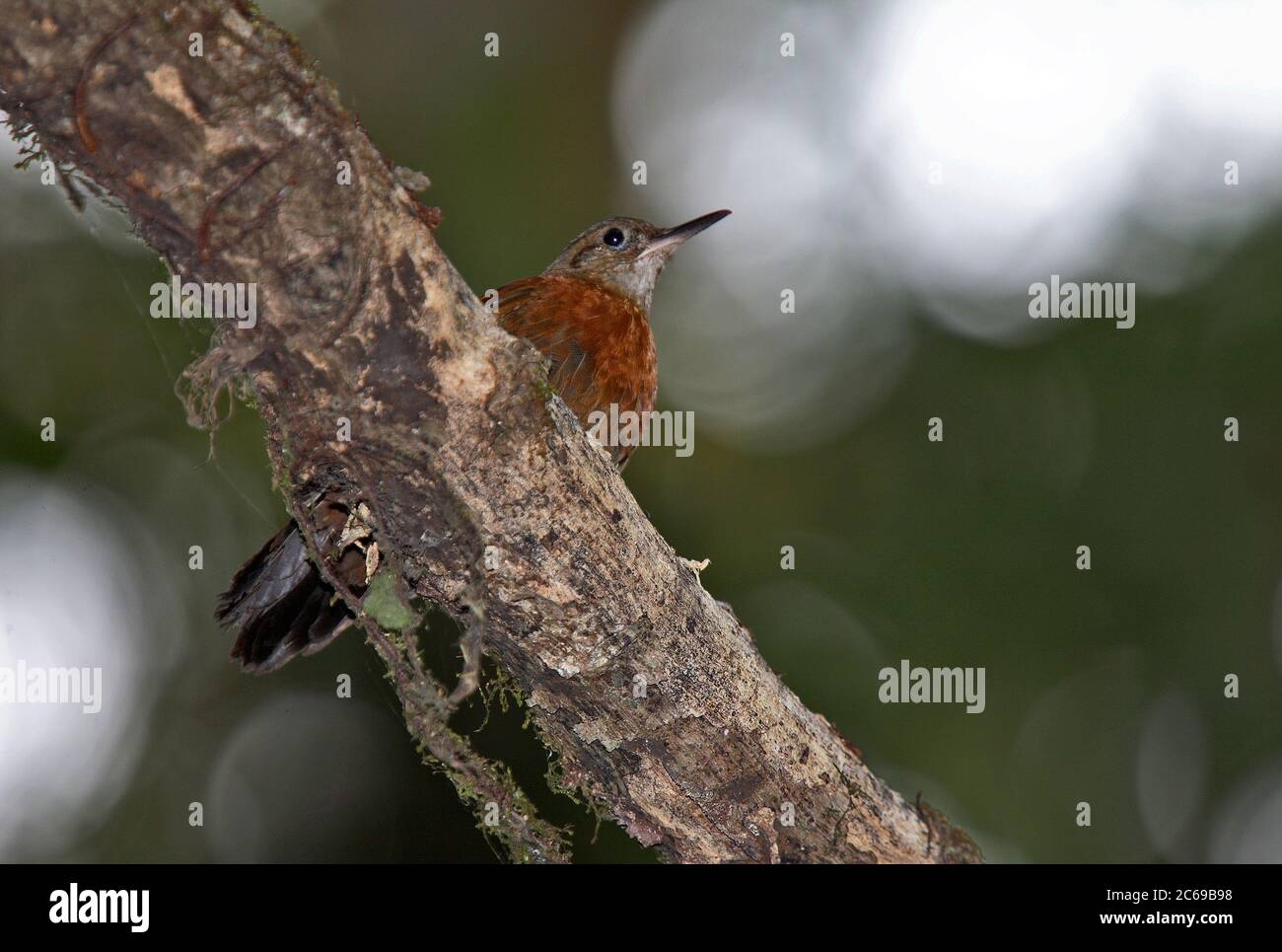 Rufous-breasted Leaftosser (Sclerurus scansor cearensis) sitting on a branch in lowland atlantic rainforest of Brazil Stock Photo