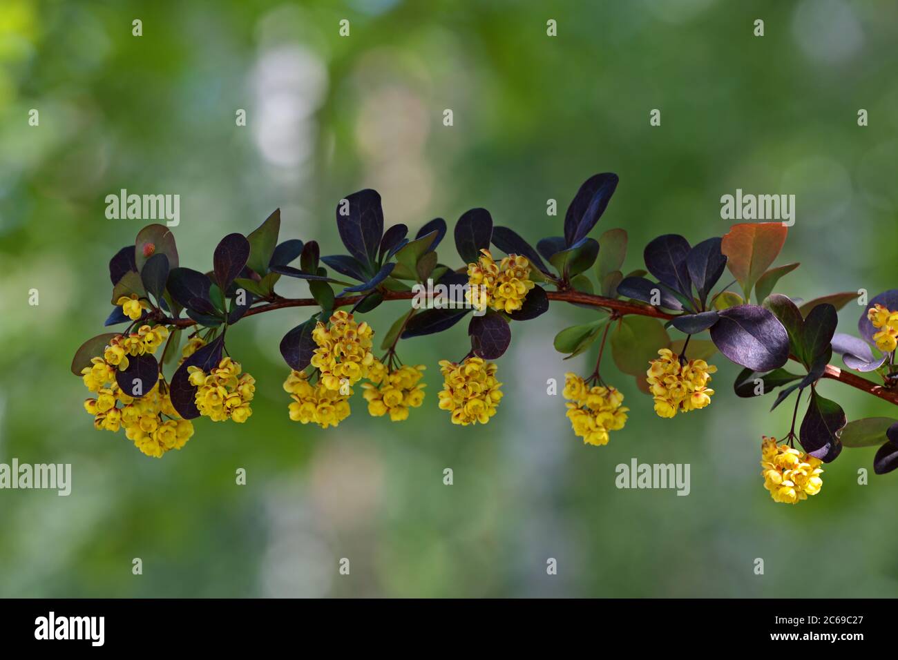 Beautiful branch of berberis ottawensis with yellow flowers Stock Photo