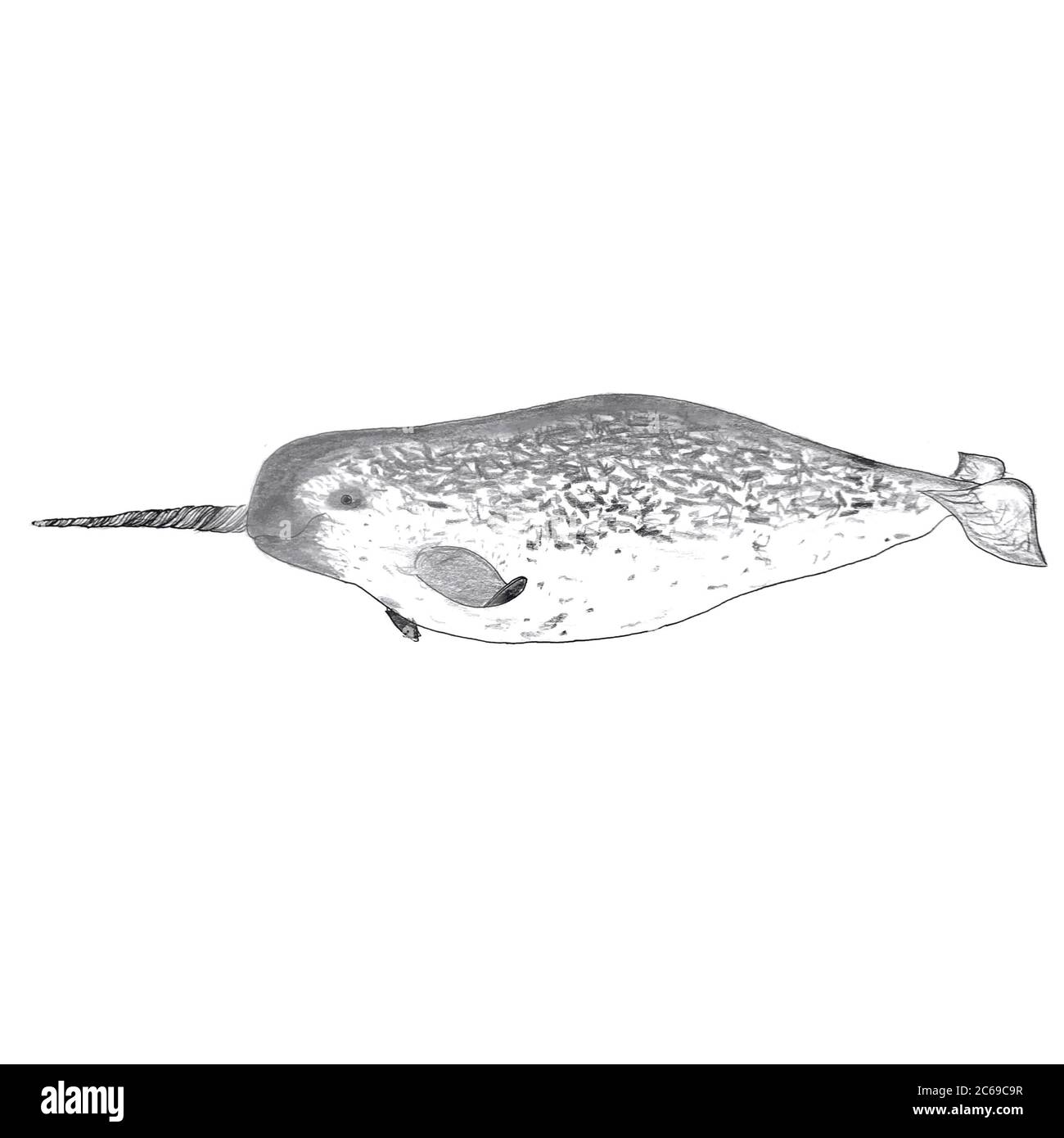 A Drawing of Narwhal (Unicorn whale) Stock Photo