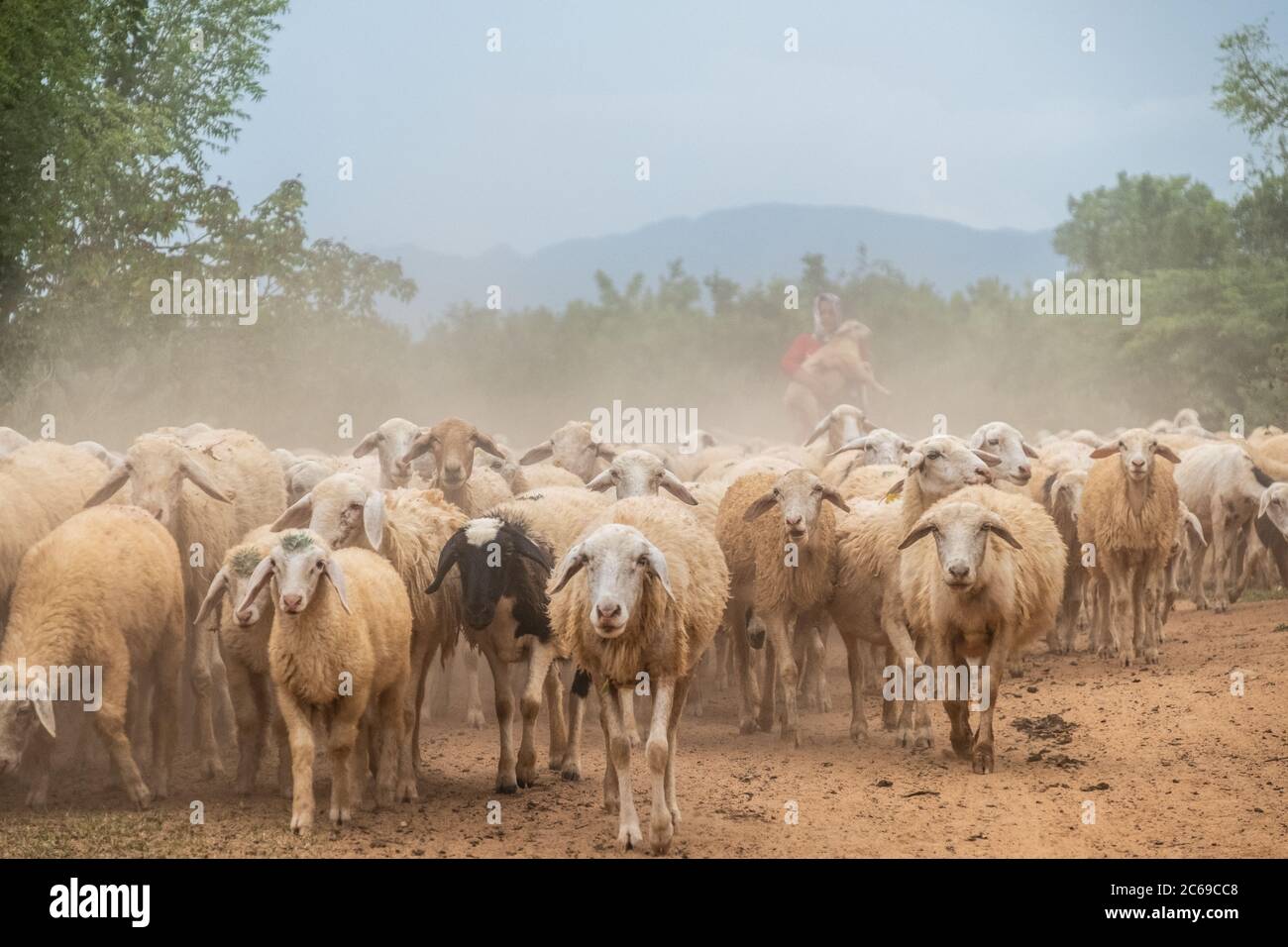 Female shepherd herding sheep, Vietnam Stock Photo
