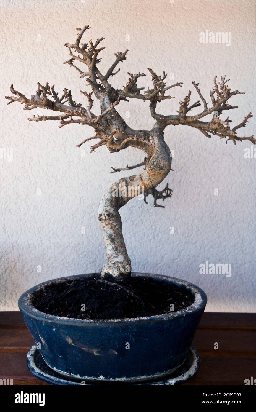 Dead Bonsai Tree High Resolution Stock Photography And Images Alamy