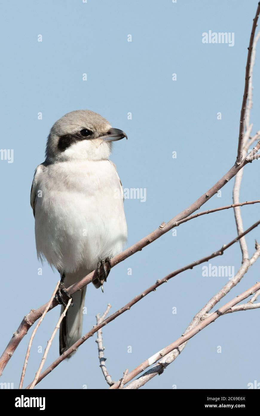 Steppe Grey Shrike (Lanius pallidirostris) during autumn migration in ...