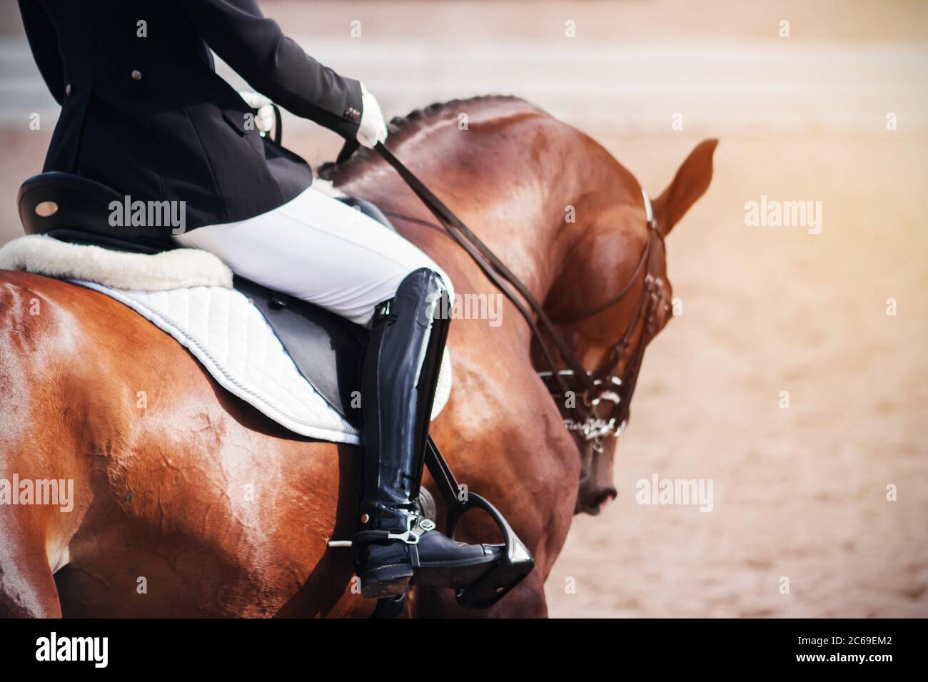 Back view of a rider in leather boots sitting in the saddle on a Bay racehorse and galloping, illuminated the sunlight. Stock Photo