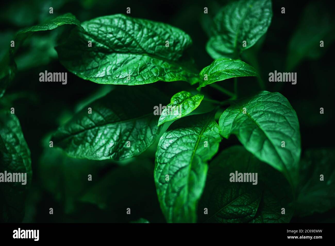 The beautiful smooth green leaves of the plant grow in a dark, humid