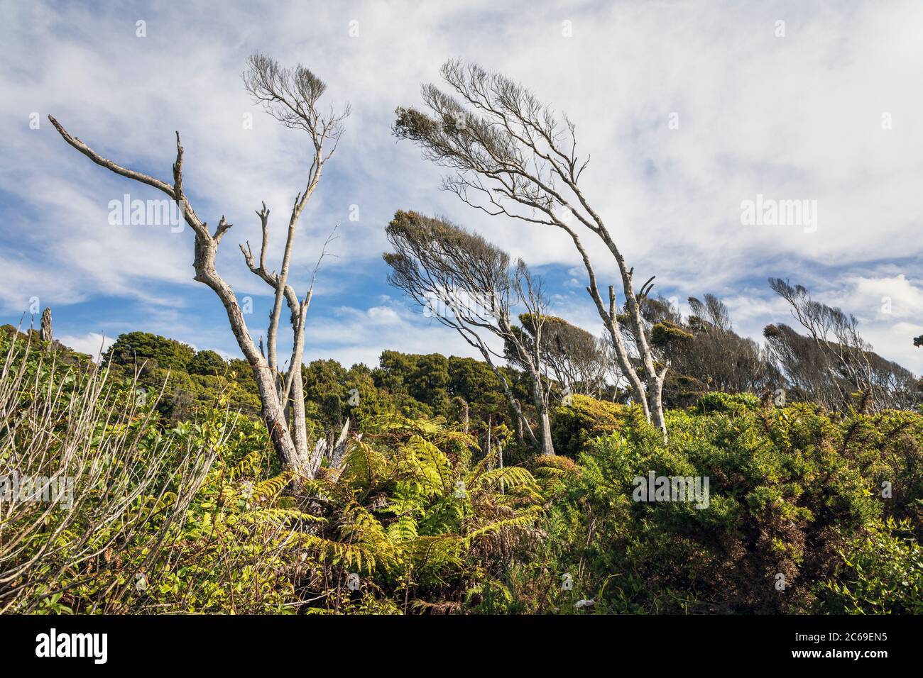 Windswept trees at Bruce Bay, West Coast, South Island, New Zealand Stock Photo