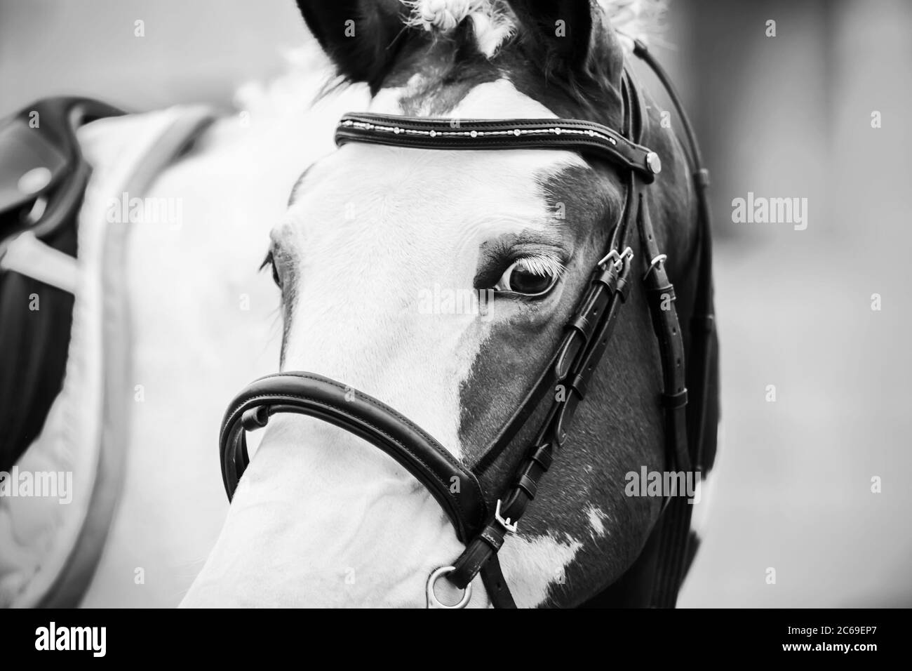 Black-and-white portrait of a spotted sports horse with white lashes with a leather bridle on its muzzle. Stock Photo