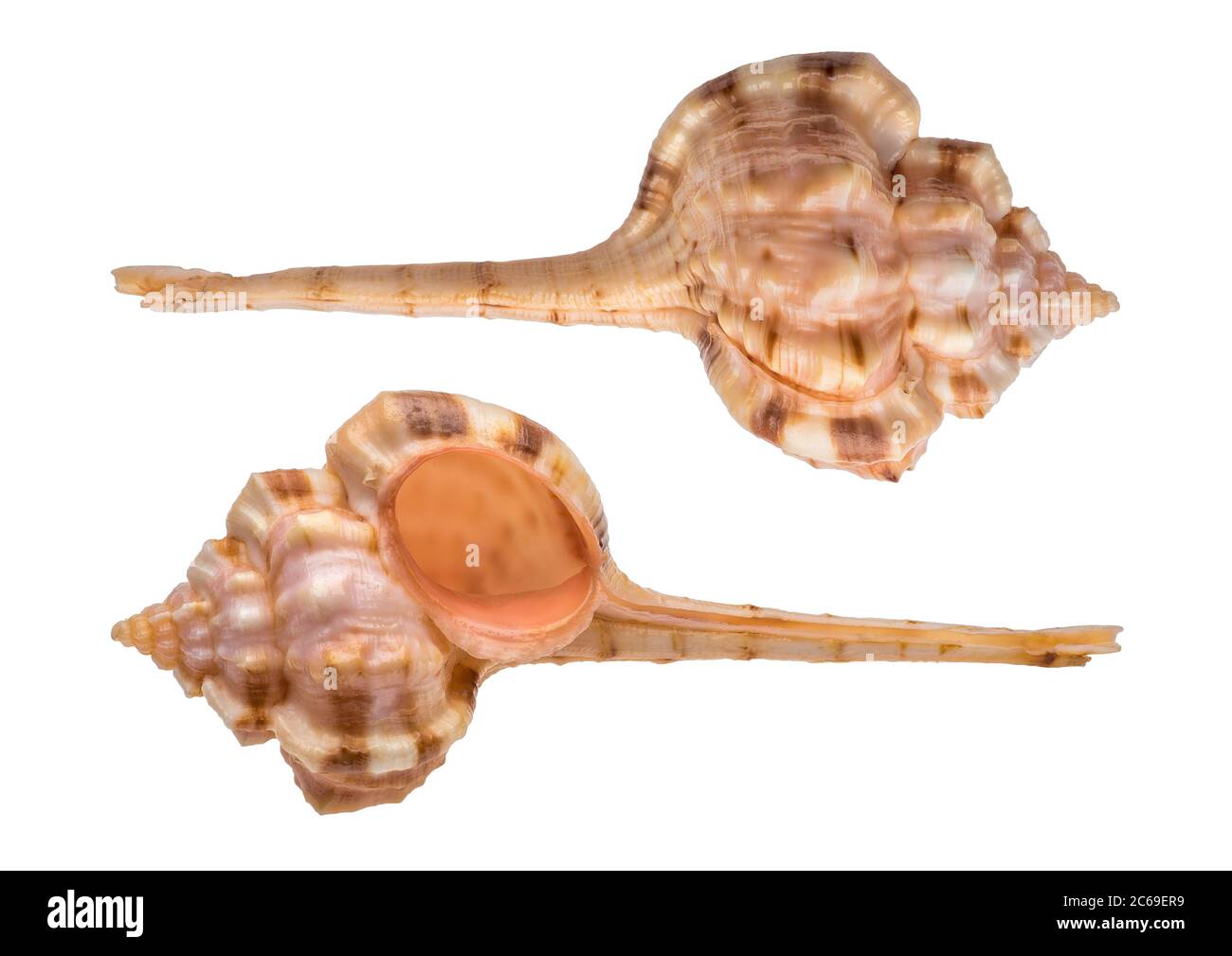 Snipes High Resolution Stock Photography and Images Alamy