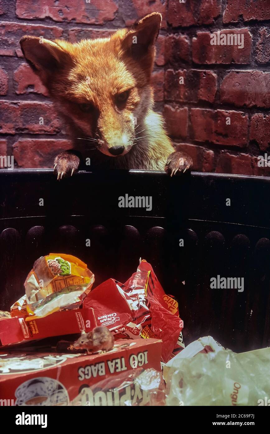 Taxidermy display of an urban fox and mouse scavenging a dustbin. Cumberland House Natural History Museum, Southsea, Portsmouth, Hampshire, England, UK. Circa 1980's Stock Photo