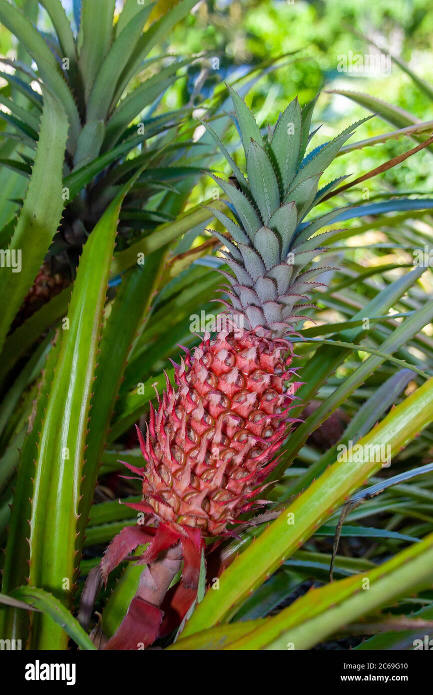 Red pineapple, Ananas bracteatus, growing in Hawaii. Stock Photo