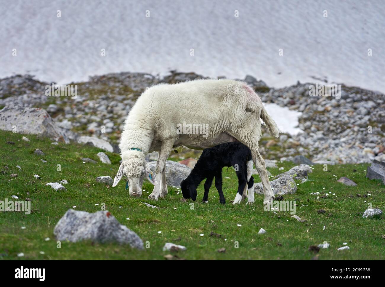 Baby sheep mother grazing animals hi-res stock photography and images ...