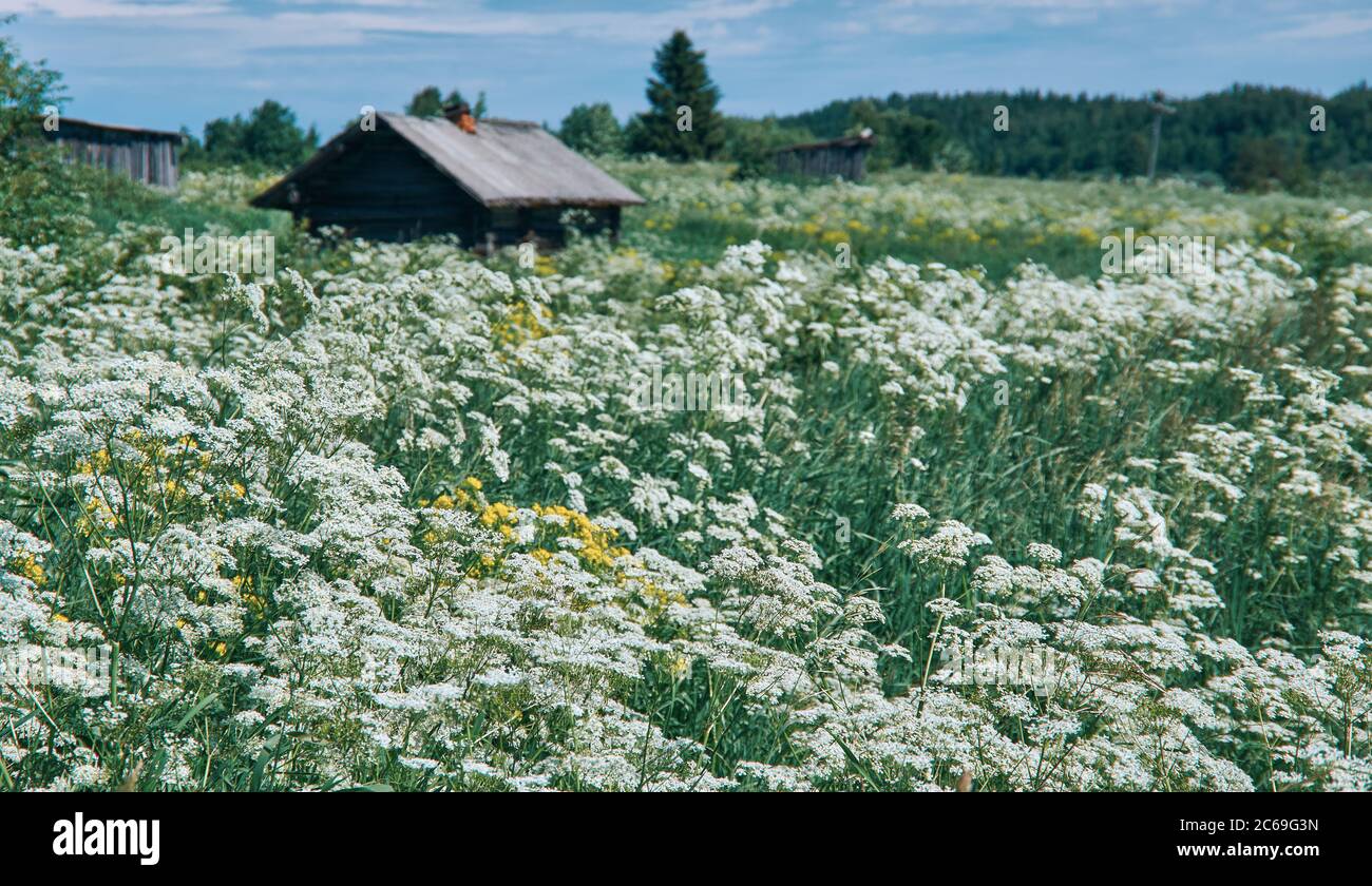Traditional village house on a background of summer landscape of grass ...