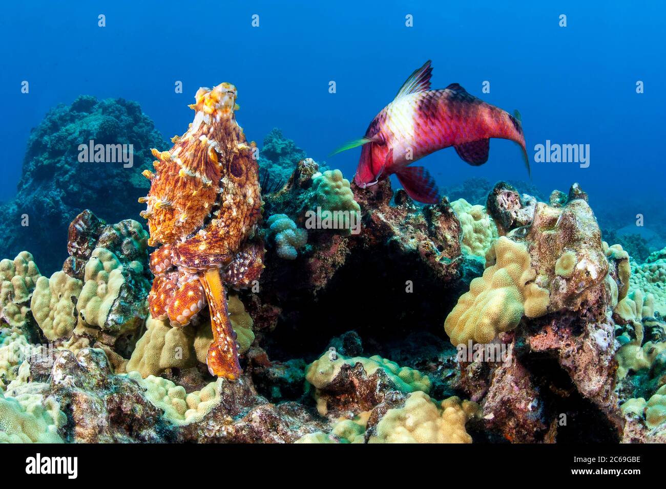 Day octopus, Octopus cyanea, and a manybar goatfish, Parupeneus multifasciatus, Hawaii. These two are often seen hunting together on the reef as pictu Stock Photo