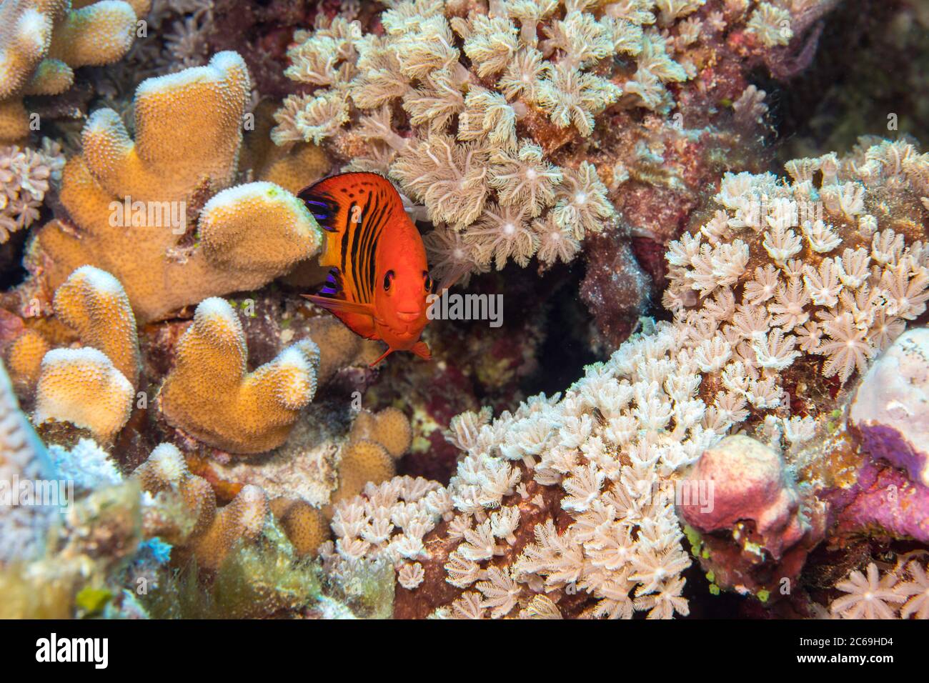 Flame angelfish, Centropyge loricula, on a reef off the island of Yap, Micronesia. Stock Photo
