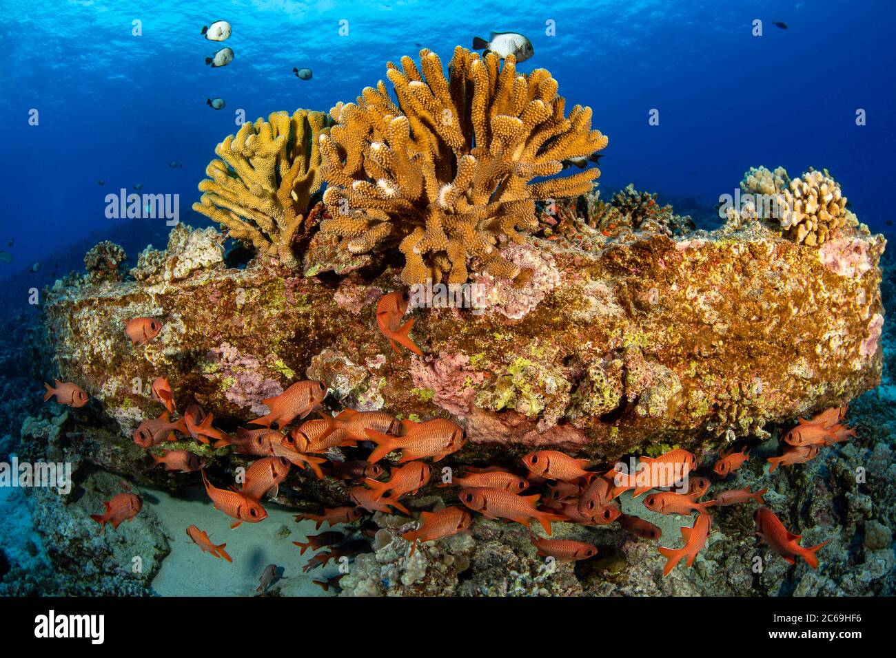 A school of shoulderbar soldierfish, Myripristis kuntee, stick close to the shadows during the day, Hawaii. Stock Photo