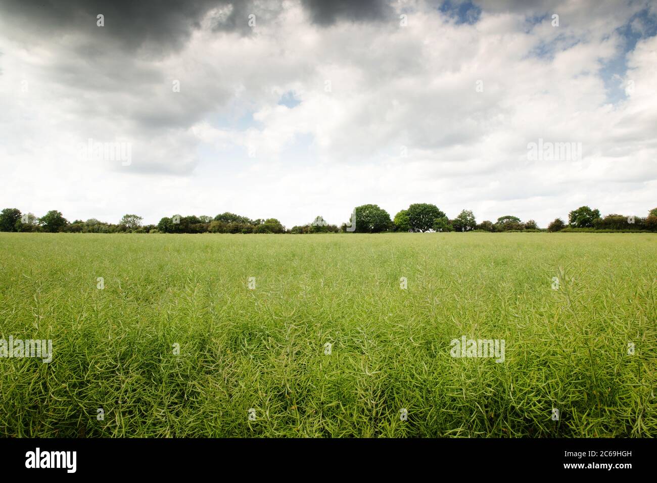 farmland in the essex countryside of england Stock Photo