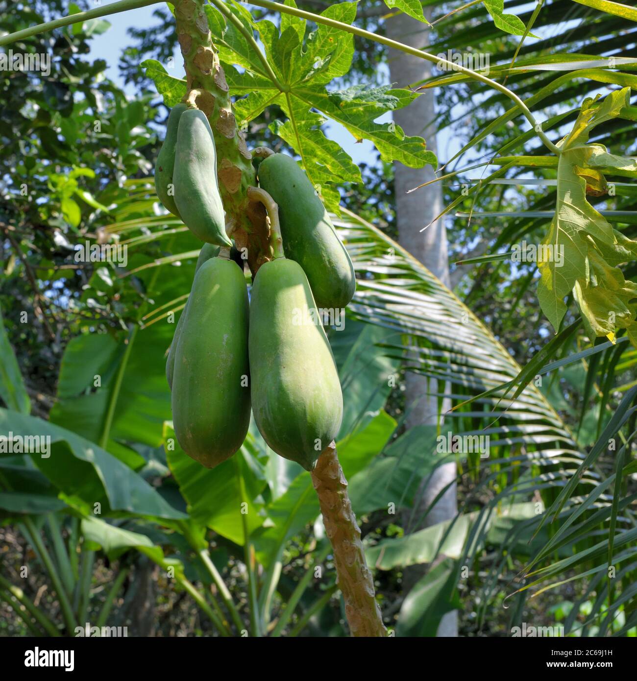 The papaya fruit, papaw, or pawpaw from the plant Carica papaya which is growing here on Unicorn Island (Cù lao Thới Sơn) My Tho, Vietnam. Stock Photo