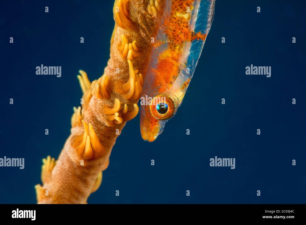 A very close look at the partially transparent body of a wire coral goby, Bryaninops yongei, on wire coral, Cirrhipathes anguina, a relative of black Stock Photo