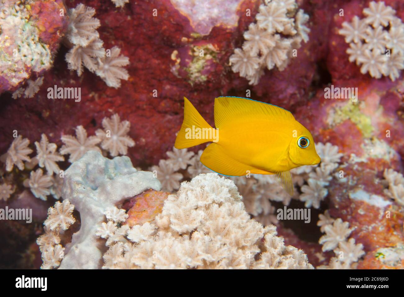 In Micronesia the juvenile orangeband surgeonfish, Acanthurus olivaceus, can often be found on the reef with yellow tangs. The two are easily mistaken Stock Photo