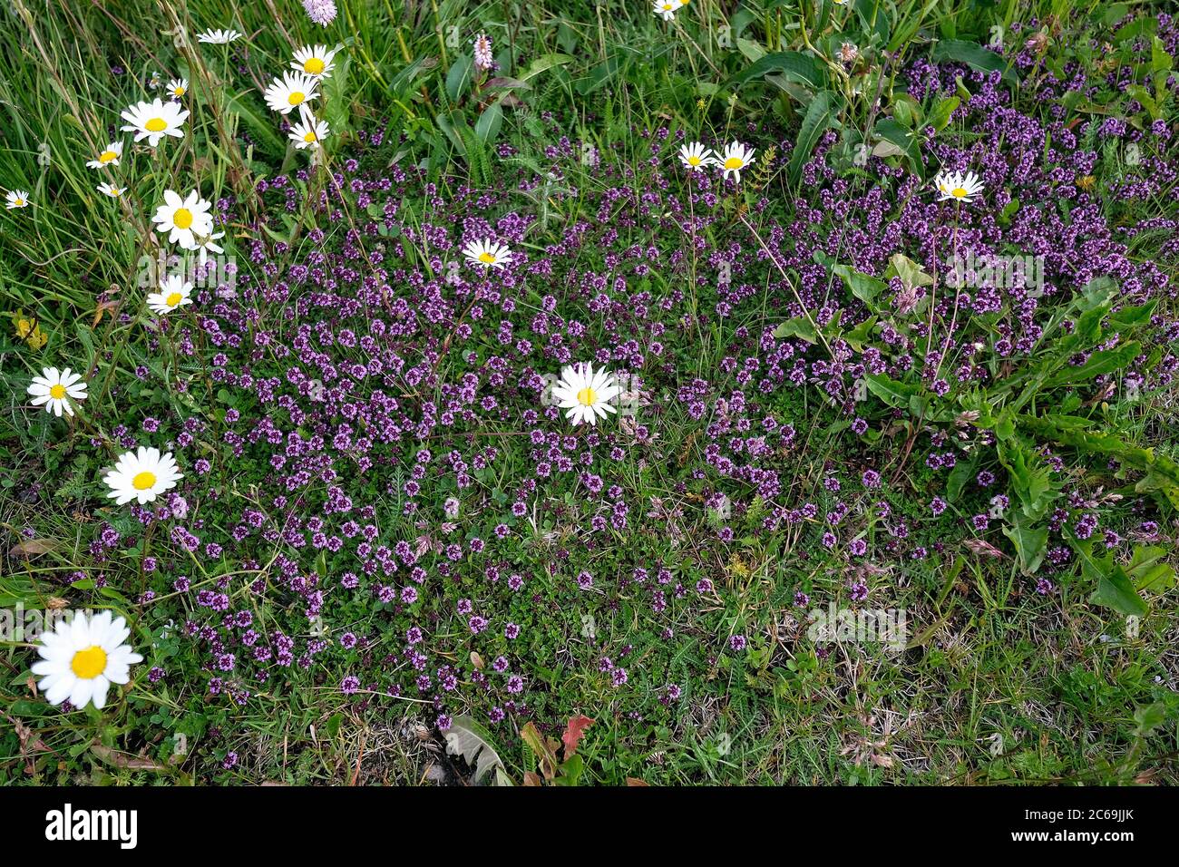 Wild thyme and daisies at Glaspass, Beverin Nature Park, Canton Graubünden, Switzerland. Stock Photo