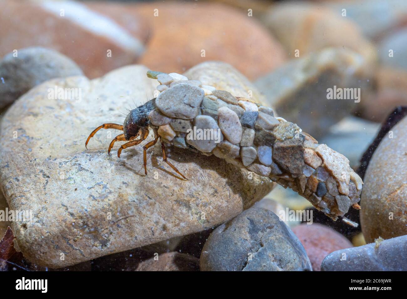 caddis flies (Trichoptera), on pebbles with case made from small stones, Germany Stock Photo