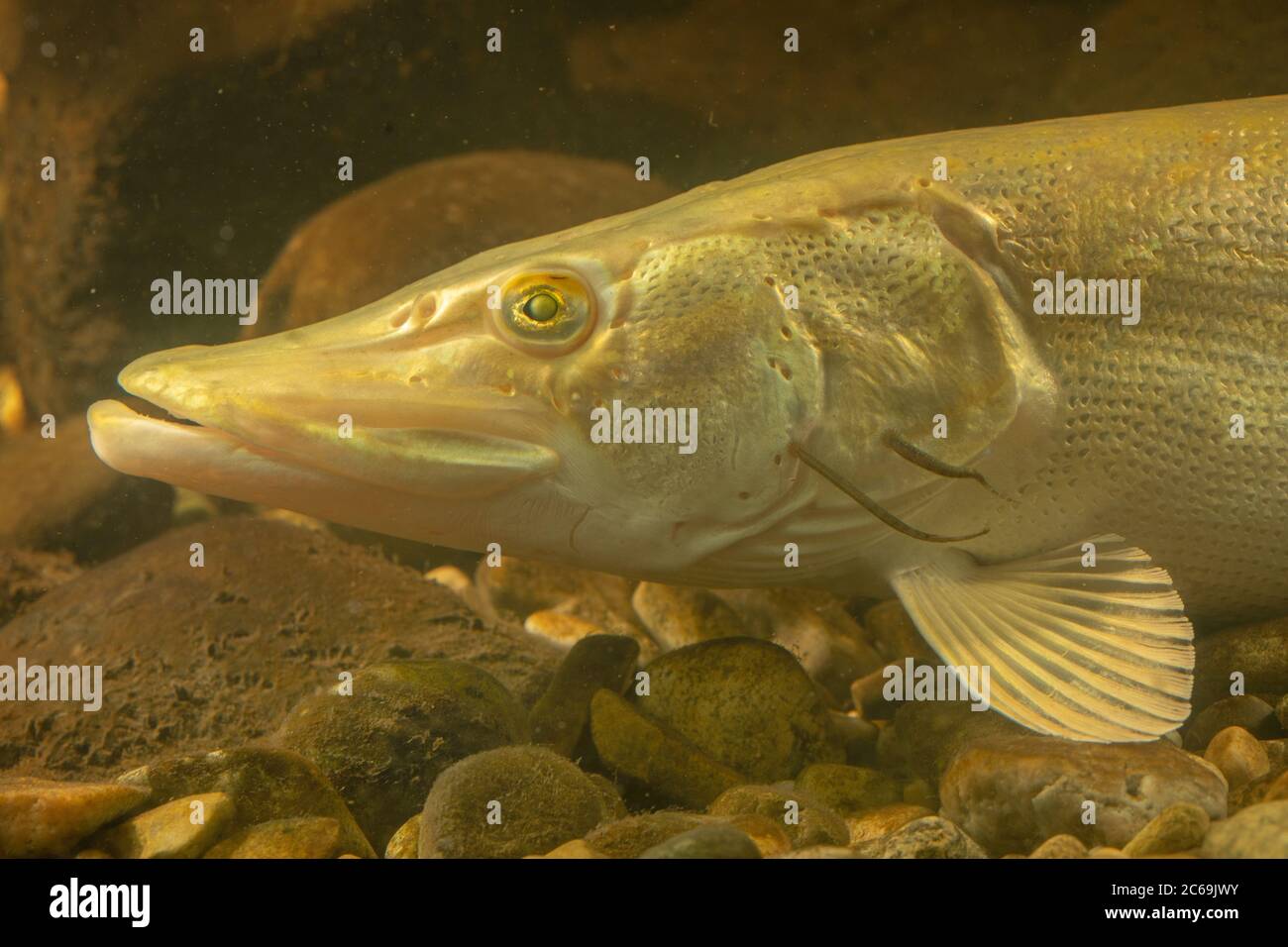 pike, northern pike (Esox lucius), blind on the left eye, nearly white coloured and with a fish leech at the gill cover, Germany Stock Photo