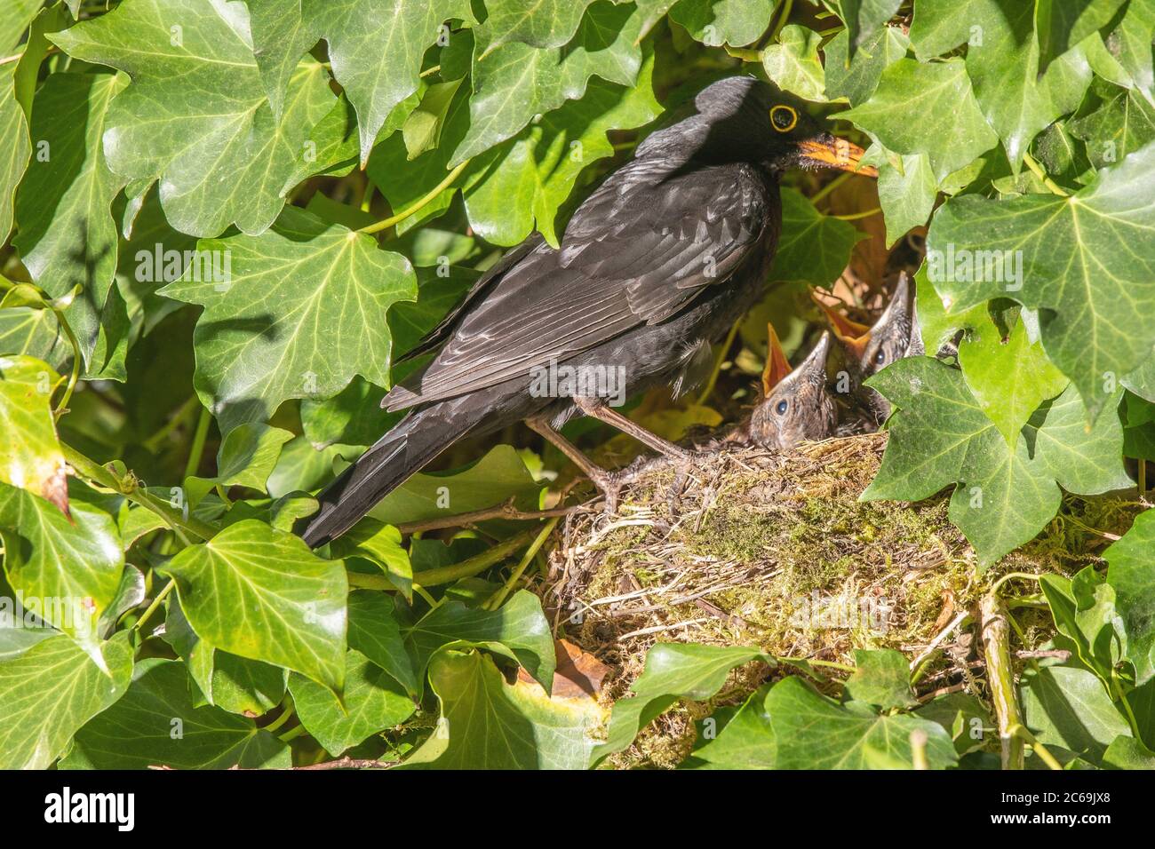 blackbird (Turdus merula), male at the nest with begging squeakers, Germany, Bavaria, Isental Stock Photo