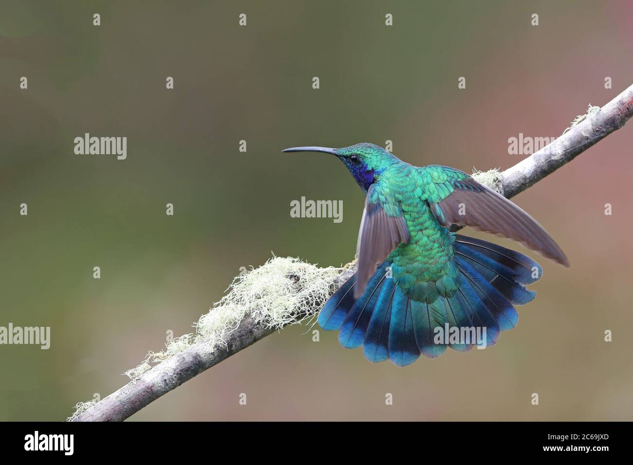 Lesser violetear (Colibri cyanotus), perching with outstretched wings and spreaded tail on a branch, rear view, Costa Rica, Los Quetzales National Park Stock Photo