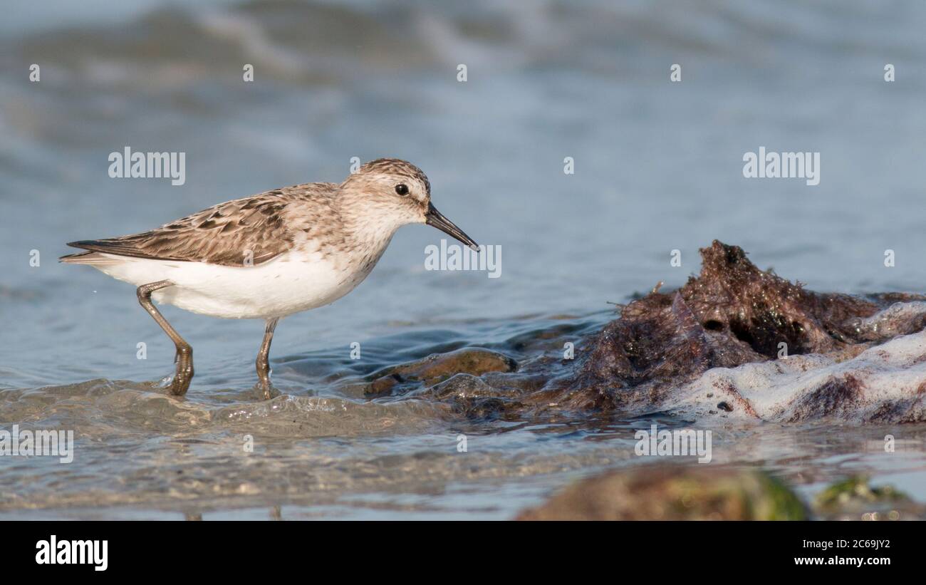 semipalmated sandpiper (Calidris pusilla), Adult standing along the shore during late summer. It is an early autumn migrating species, USA Stock Photo