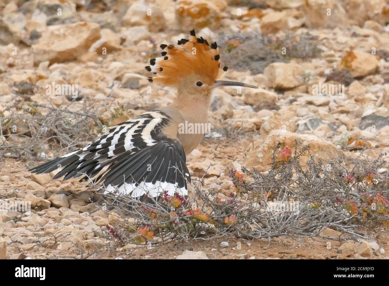 hoopoe (Upupa epops), perching on the ground with erected crest and outstretched wings, side view, Canary Islands, Fuerteventura Stock Photo