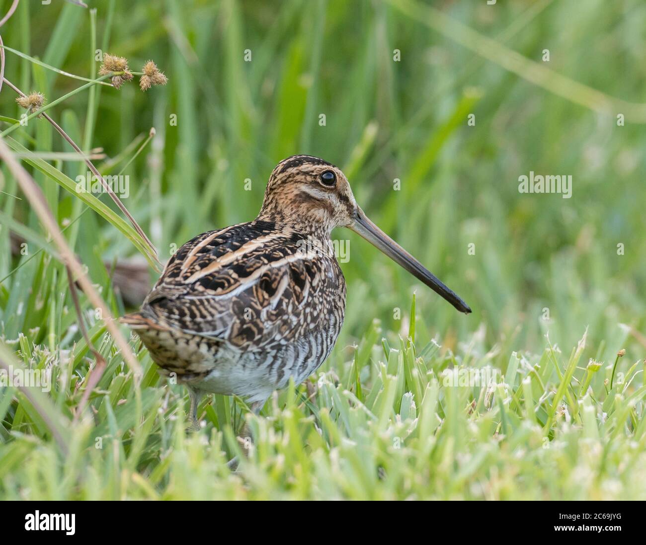 Wilson's snipe (Gallinago delicata), hiding in short grass during late autumn on edge of a swamp near Cameron, USA, Texas Stock Photo