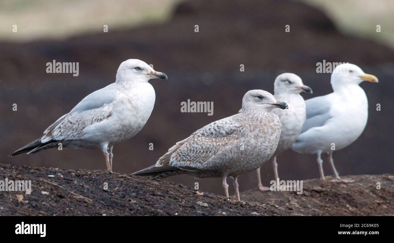 American Herring Gull (Larus smithsonianus), small group of gulls resting on a land fill, USA Stock Photo