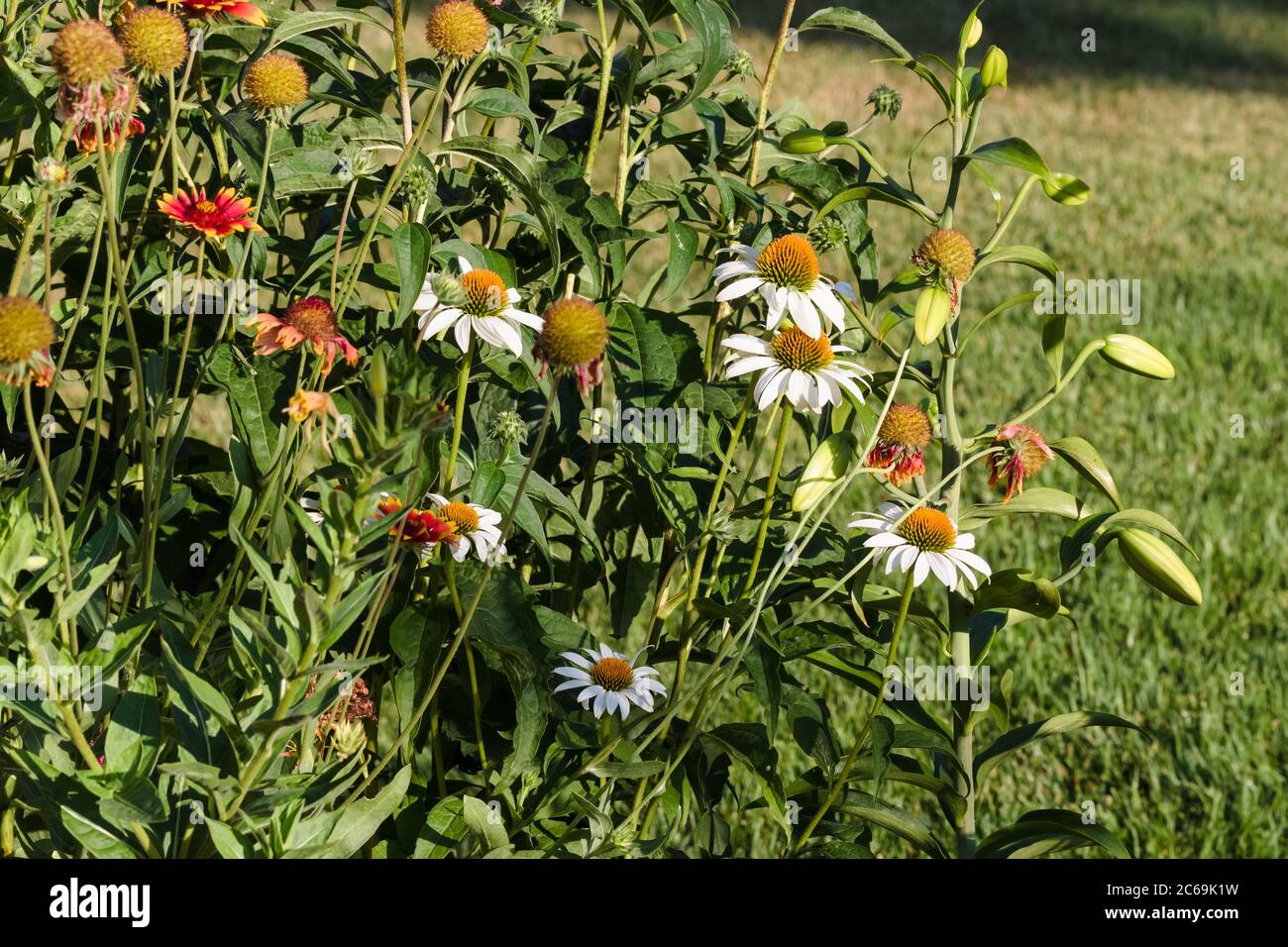 coneflowers, painted daisy's and Tiger Lilies all growing together