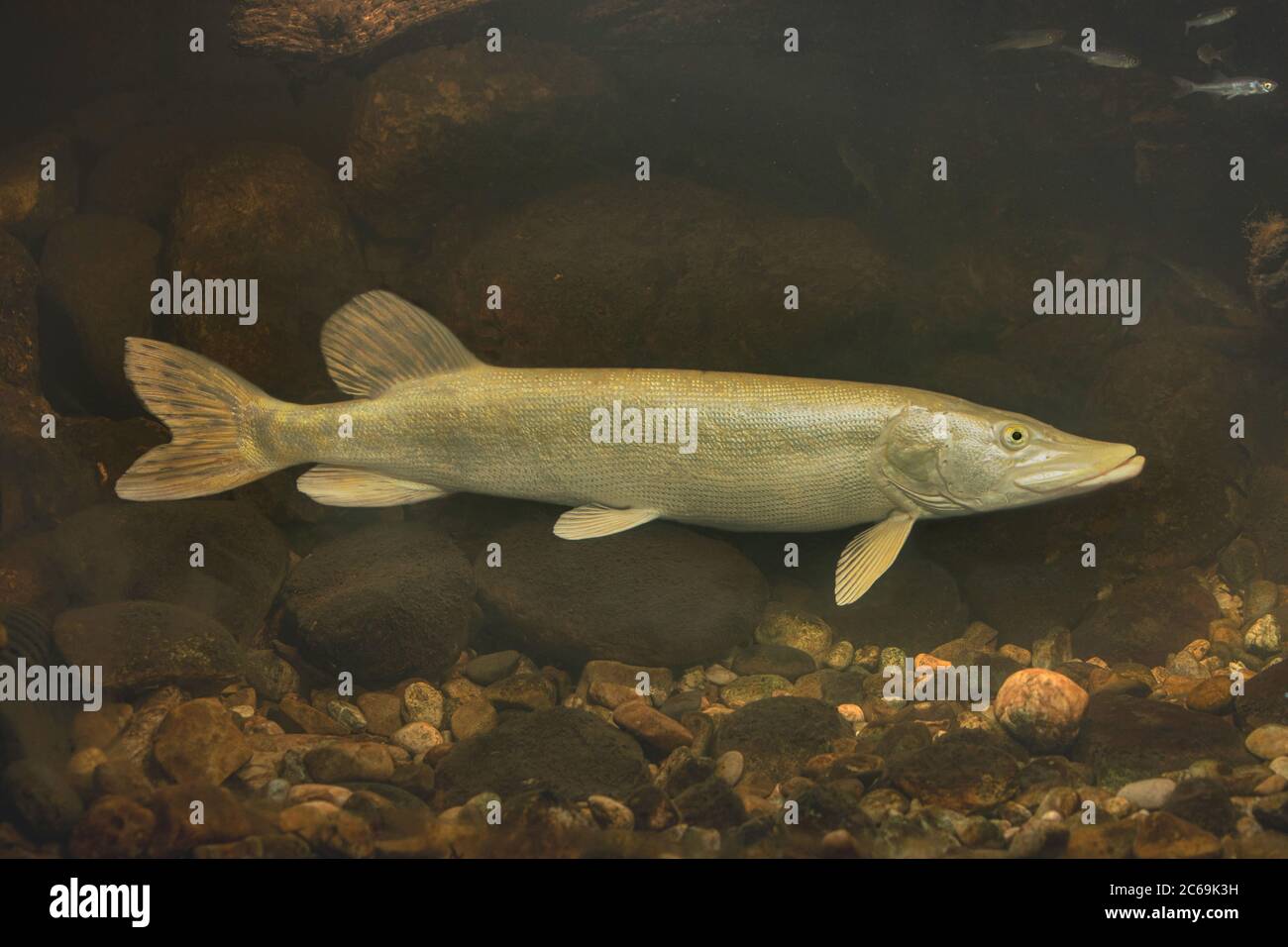 pike, northern pike (Esox lucius), nearly white coloured, with prey in its stomach, Germany Stock Photo