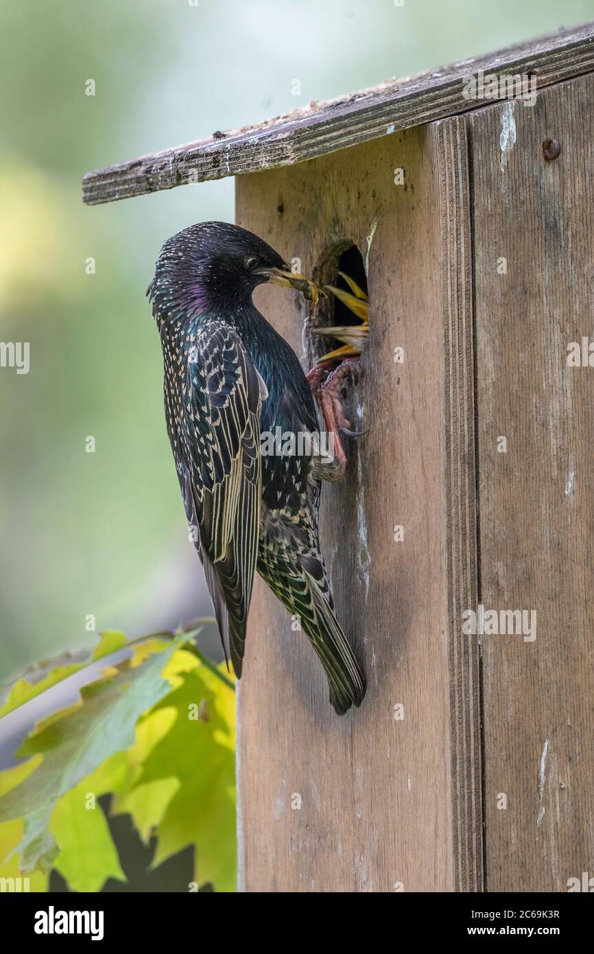 common starling (Sturnus vulgaris), at a starling nest box, feeding squeakers, Germany, Bavaria Stock Photo