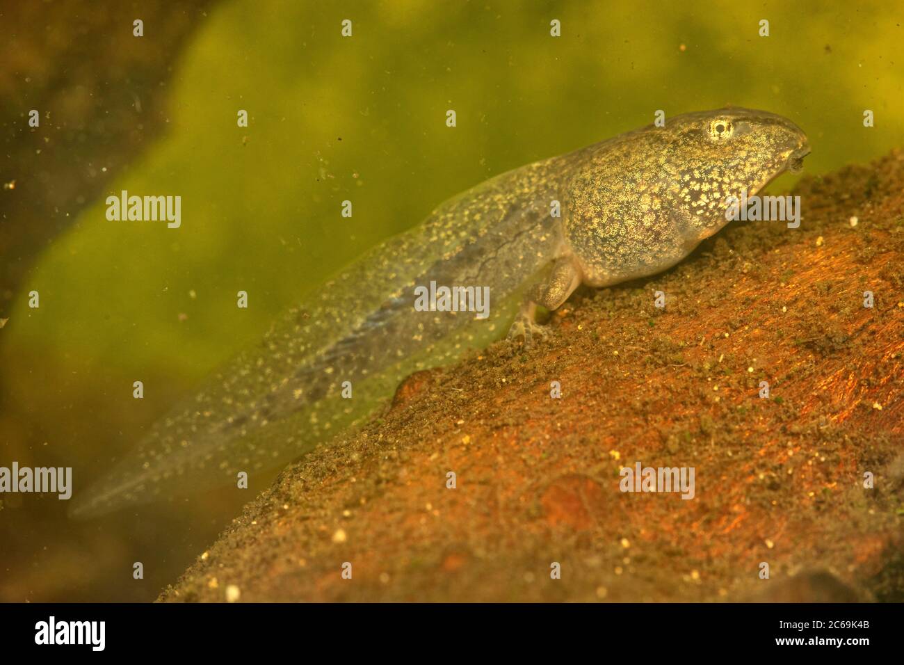 common frog, grass frog (Rana temporaria), larva shortly before the development of the front legs, Germany Stock Photo