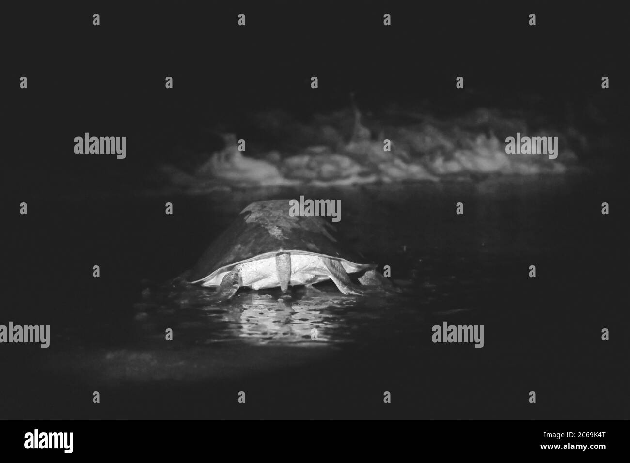 Olive ridley, Pacific ridley turtle, Olive ridley sea turtle, Pacific ridley sea turtle (Lepidochelys olivacea), crawling in the night after egg deposition into the ocean, rear view, Costa Rica, Ostional beach Stock Photo