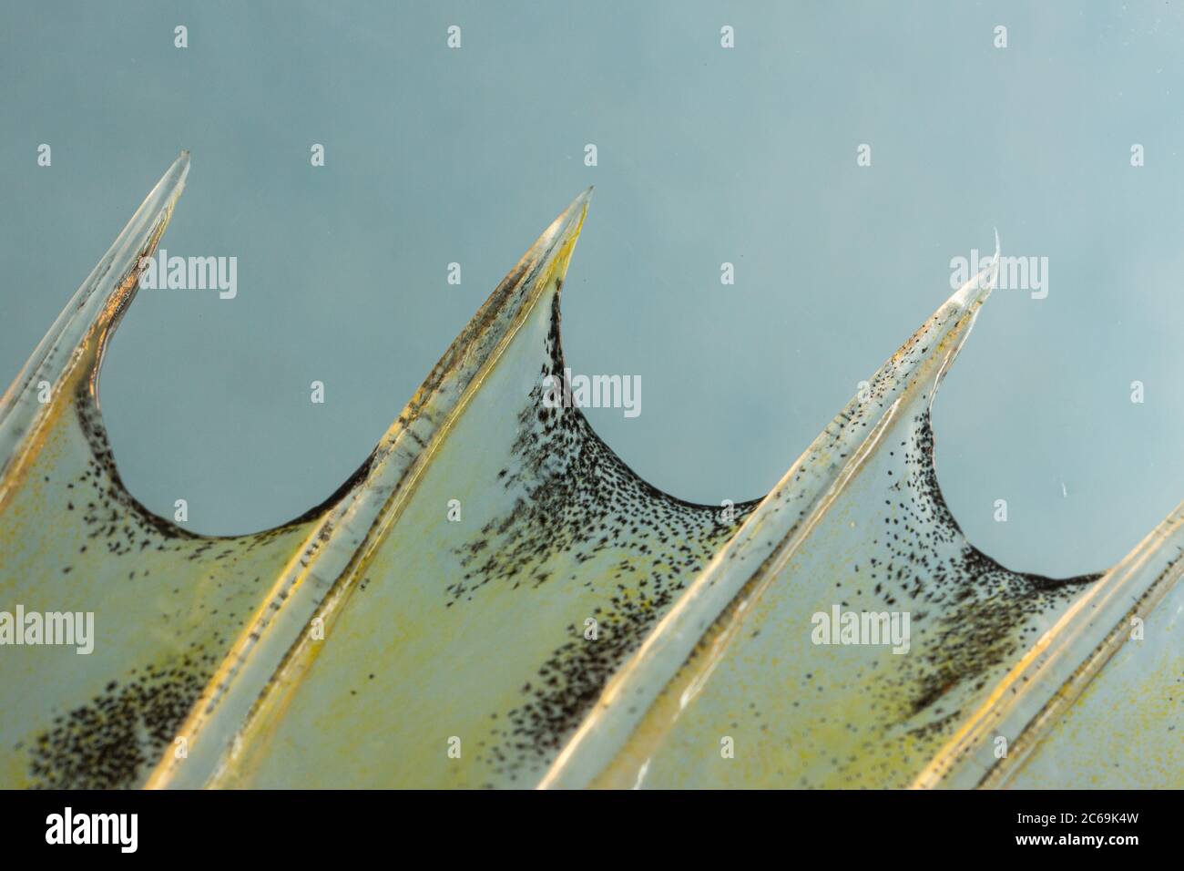 striped ruffe, schraetzer, Danube ruffe (Gymnocephalus schraetzer, Gymnocephalus schraetser), rays of the dorsal fin, detail, Germany Stock Photo