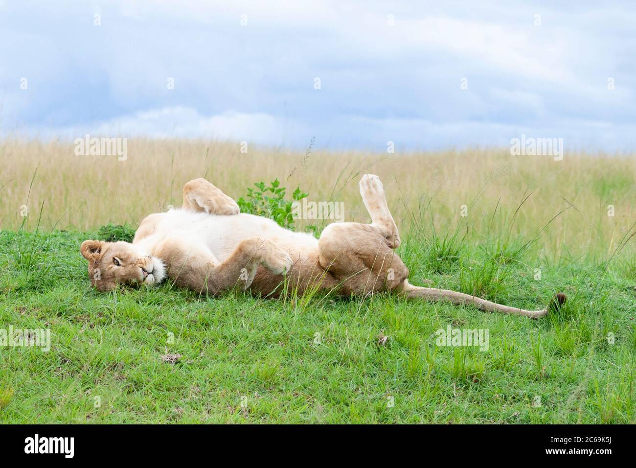 lion (Panthera leo), lioness lying relaxed in supine position in a meadow, side view, Kenya, Masai Mara National Park Stock Photo