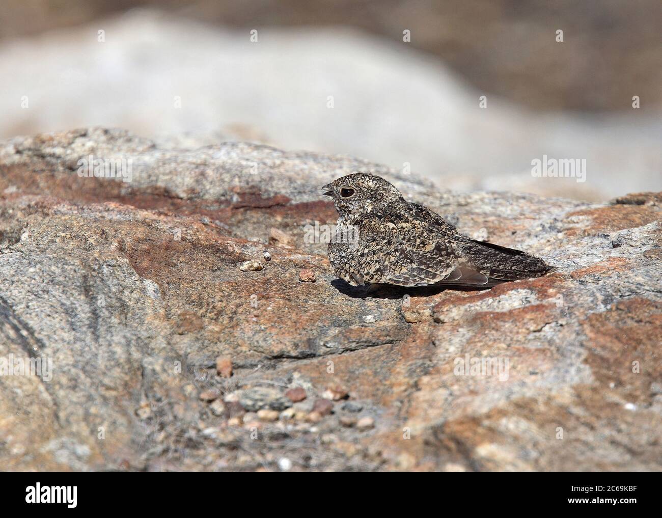 Pygmy Nightjar (Nyctipolus hirundinaceus), perching on a boulder, side view, Brazil Stock Photo