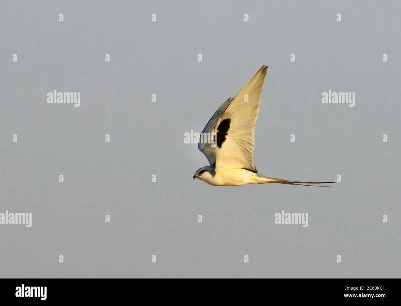 scissor-tailed kite (Chelictinia riocourii), in flight, Senegal, Kaolack Stock Photo