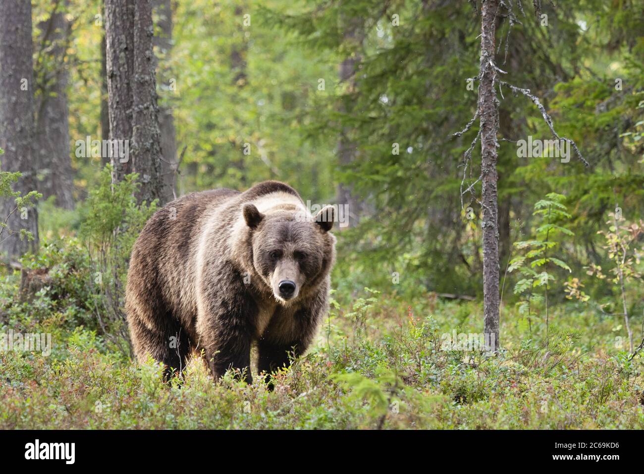 European brown bear (Ursus arctos arctos), standing in a forest, front ...