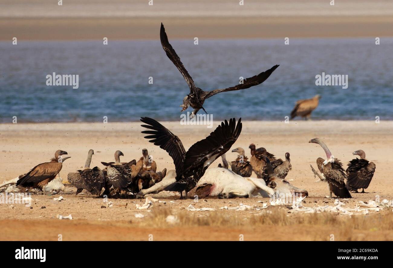 Rueppell's griffon, Rueppells griffon vulture (Gyps rueppelli), on a ...