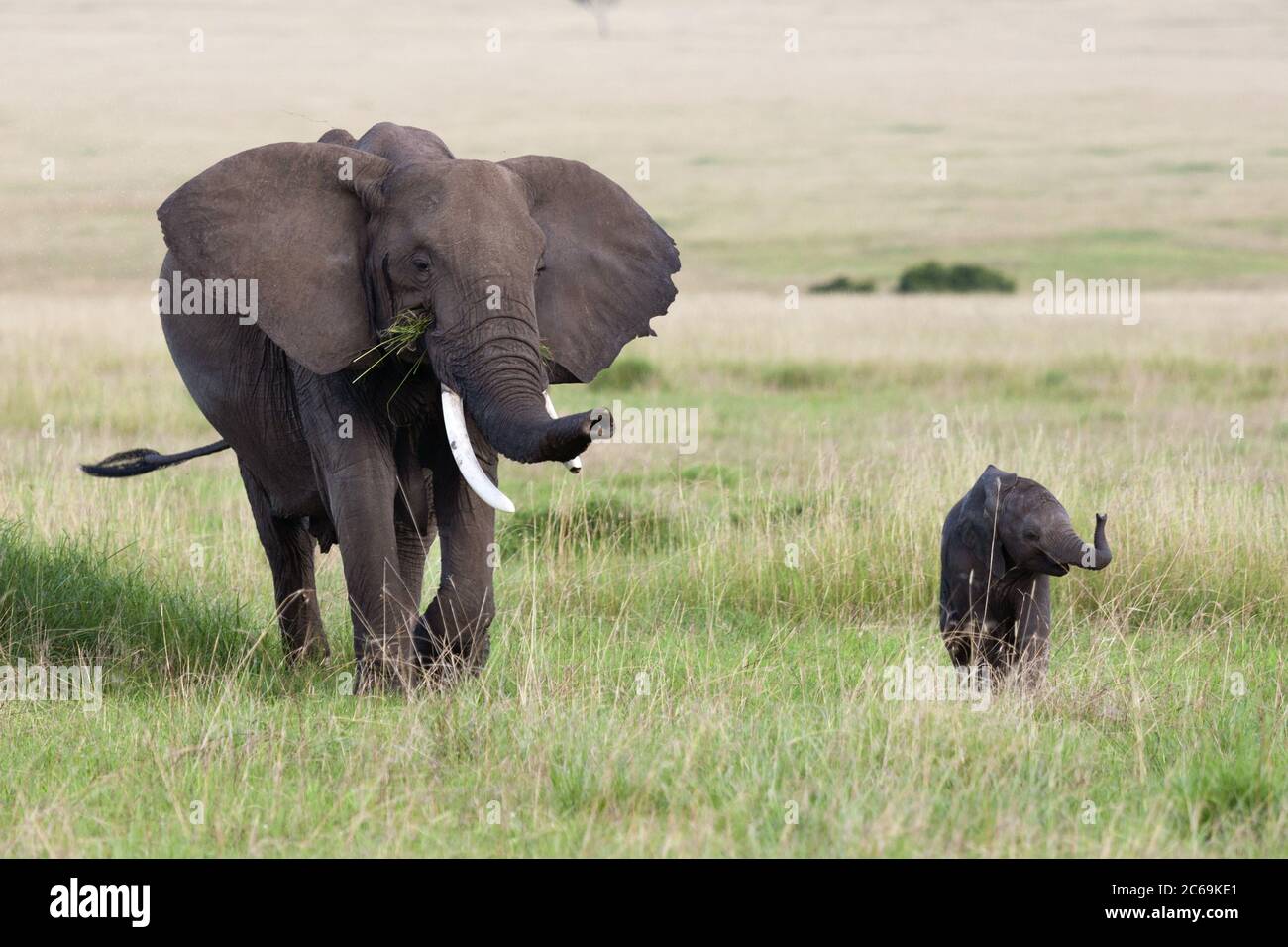 African elephant (Loxodonta africana), cow elephant walking on grass with baby elephant, front view, Kenya, Masai Mara National Park Stock Photo